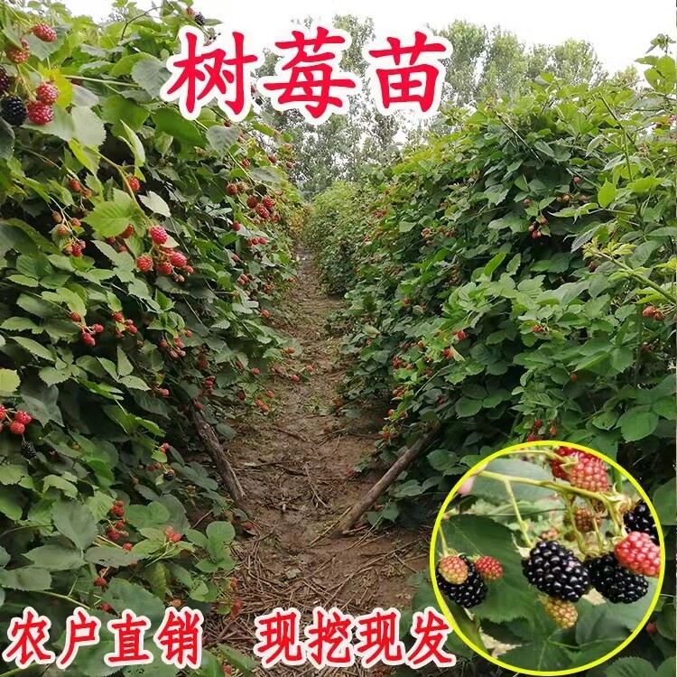 树莓苗双季树莓覆盆子树苗黄红树莓苗南方北方种植盆栽地栽果树苗