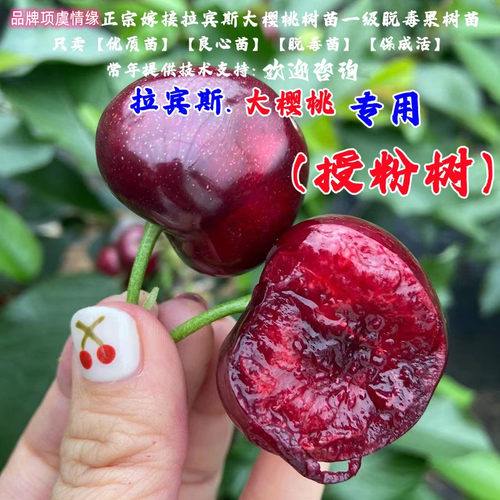 樱桃树苖自花拉宾斯车厘子树苗大樱桃苗授粉树盆栽地栽南北方种植