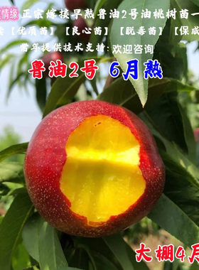 桃树果苗嫁接6月熟黄肉油桃苗鲁油2号油桃树苗特大早熟脆甜桃子苗