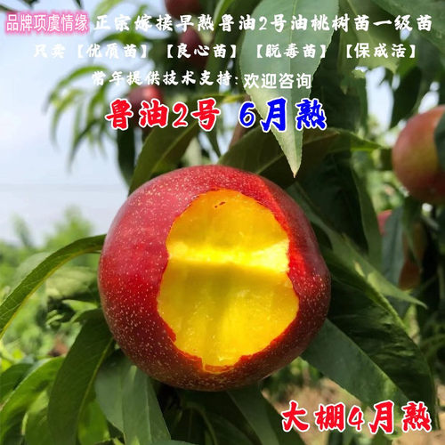 桃树果苗嫁接6月熟黄肉油桃苗鲁油2号油桃树苗特大早熟脆甜桃子苗