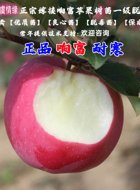 全红响富苹果苗