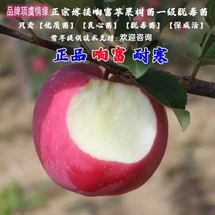 全红响富苹果苗