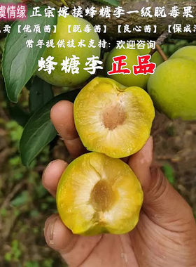 四川脱骨李子苗空心嫁接冰糖蜂糖李树果树苗早熟脆甜清脆李苗树苖