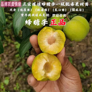 四川脱骨李子苗空心嫁接冰糖蜂糖李树果树苗早熟脆甜清脆李苗树苖