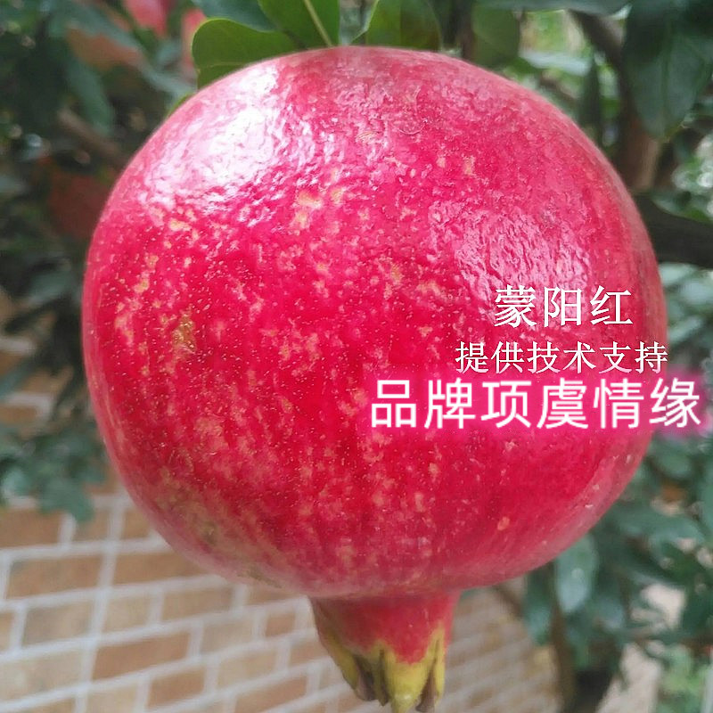 山东抗寒石榴树树苗大蒙阳红软籽石榴苗盆栽地栽南北方种植果苗