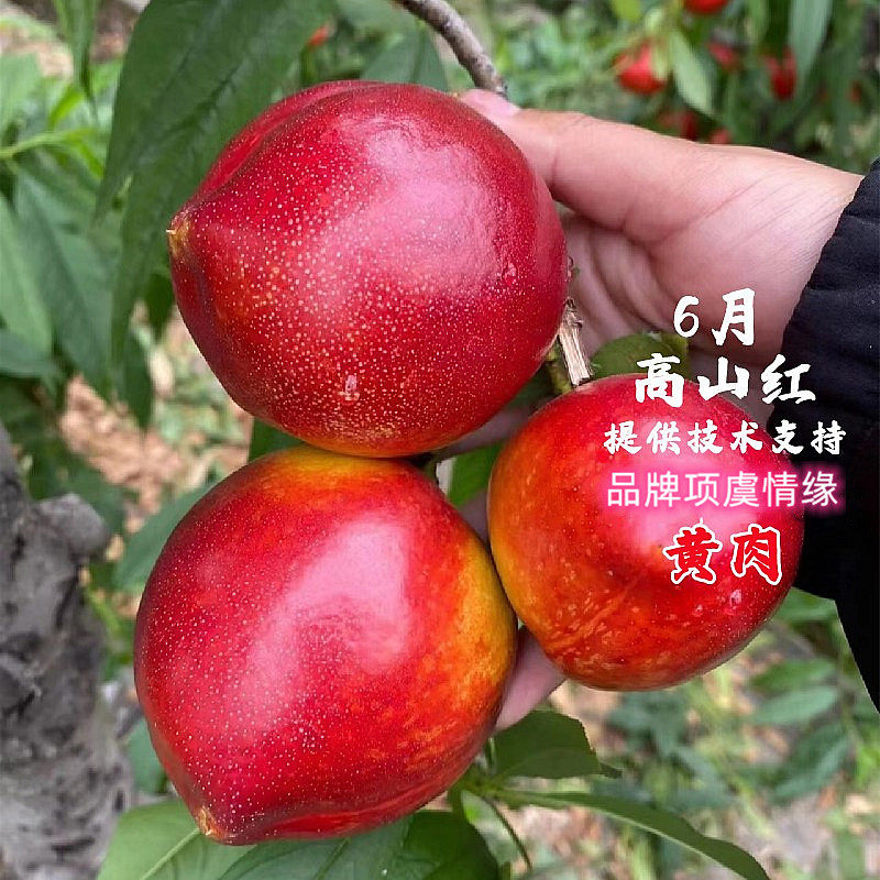 嫁接早熟陕西高山红黄肉油桃树苗6月成熟油桃苗南北方栽当年结果