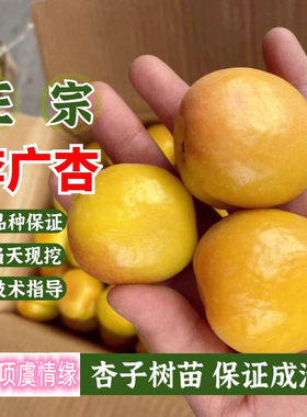 敦煌李广杏树苗嫁接甜杏子苗盆栽南北方庭院地栽果树果苗当年结果