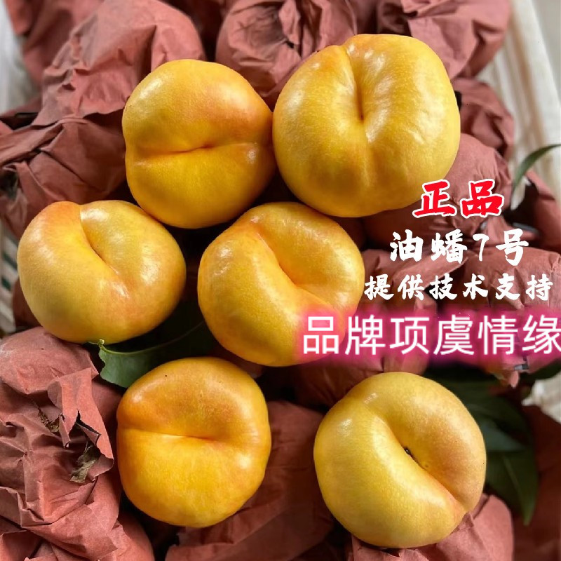 7月熟黄金蟠桃树果苗嫁接中油蟠7号7-15油蟠桃苗树苗南方北方种植