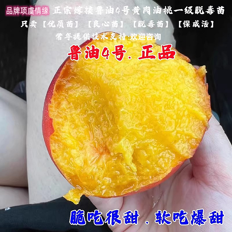 早熟6月成熟麻脸黄肉油桃树苗鲁油4号油桃苗麻点桃子苗南北方种植