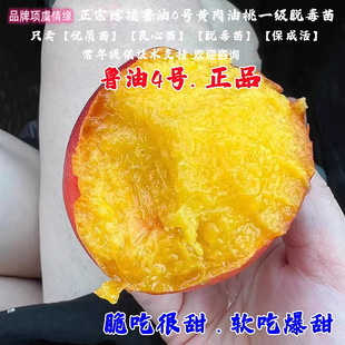 早熟6月成熟麻脸黄肉油桃树苗鲁油4号油桃苗麻点桃子苗南北方种植