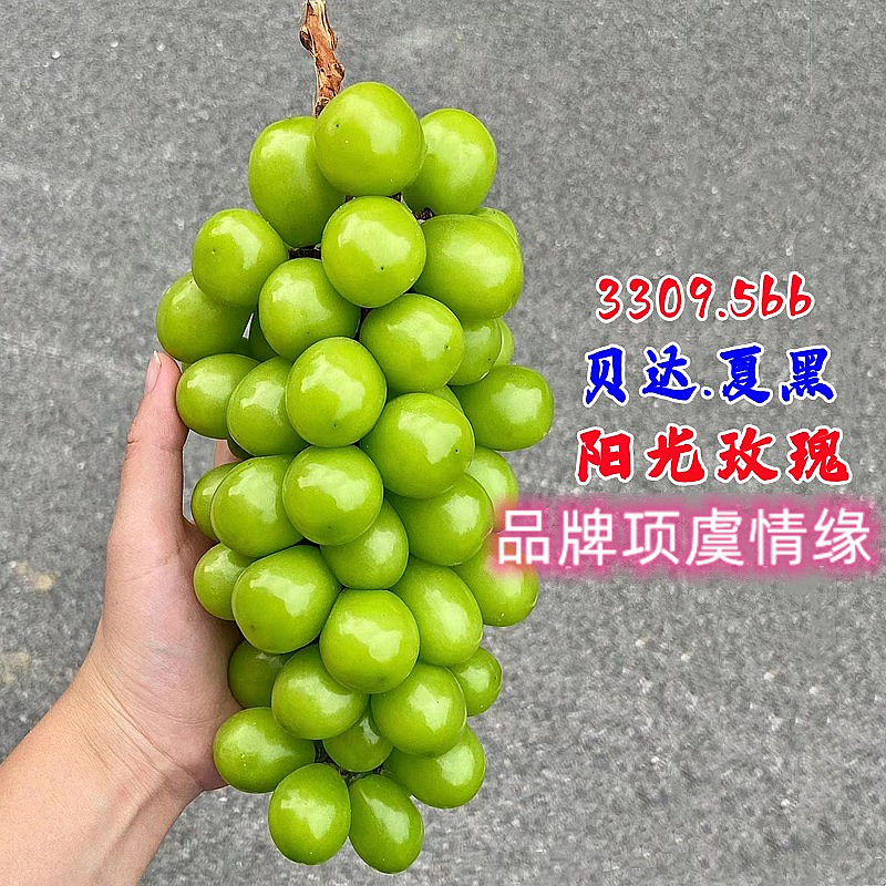 嫁接3309砧木阳光玫瑰葡萄苗5bb夏黑甜葡萄树苗果苗青提爬藤树苖