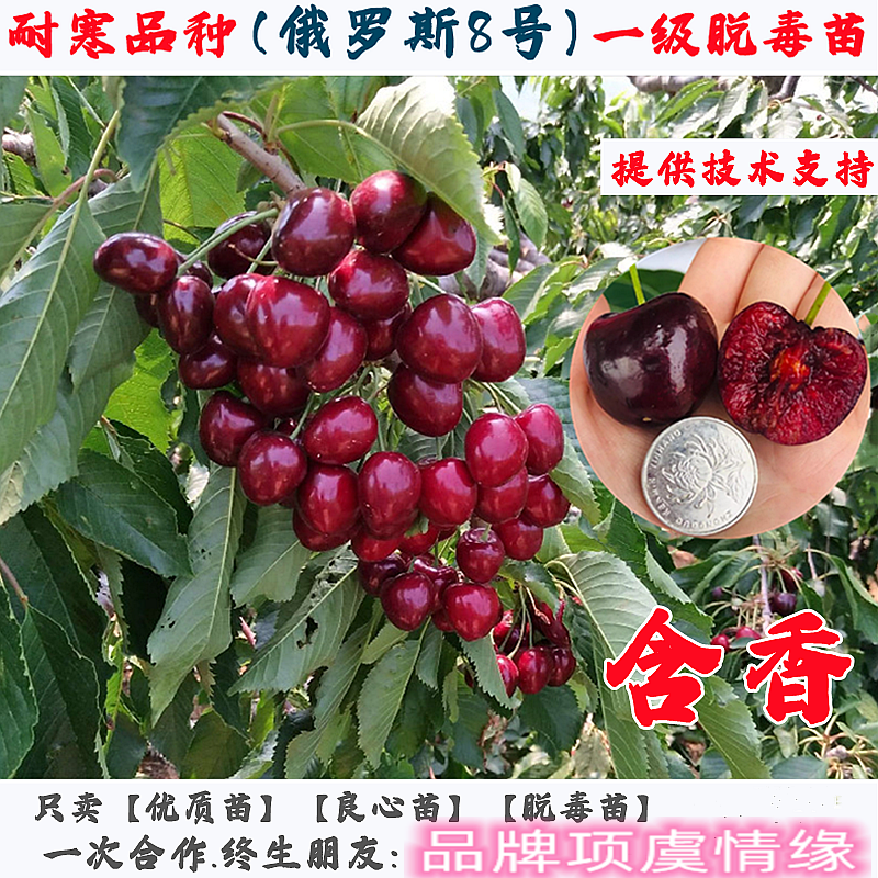 嫁接耐寒果苗大樱桃车厘子树苗俄罗斯8号樱桃苗俄八南方北方种植