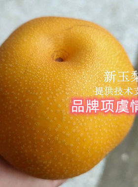 新品种梨树果苗嫁接新玉梨苗早熟梨树苗脆甜大黄酥梨盆栽庭院地栽