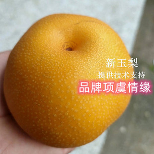 新品种梨树果苗嫁接新玉梨苗早熟梨树苗脆甜大黄酥梨盆栽庭院地栽