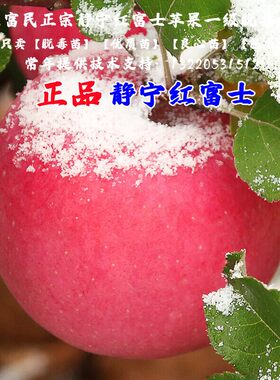 甘肃静宁红富士苹果树苗嫁接抗寒脆甜苹果苗南方北方种植当年结果