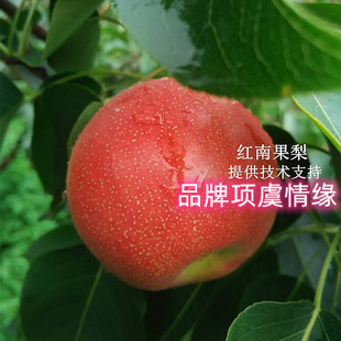 耐寒果树果苗嫁接红南果梨树苗南国梨苗脆甜全红酥梨南方北方种植