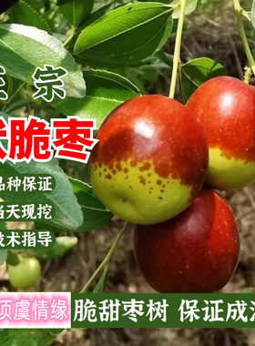 早熟枣树活苗北方南方大枣超甜特大嫁接伏脆枣地栽果树苗当年结果