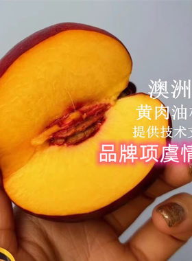 桃树果苗嫁接黄肉油桃树苗澳洲软桃塔州超甜黄金桃驳李油桃苗果树