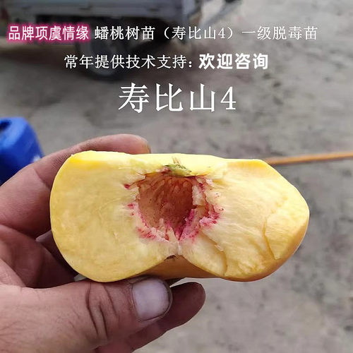 8月熟脆甜油蟠桃苗嫁接寿比山4号黄金蟠桃树苗盆栽地栽南北方种植