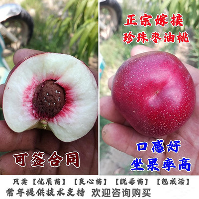 嫁接袖珍油桃树苗红珍珠枣油桃苗离核晚熟脆甜珍珠桃子苗当年结果