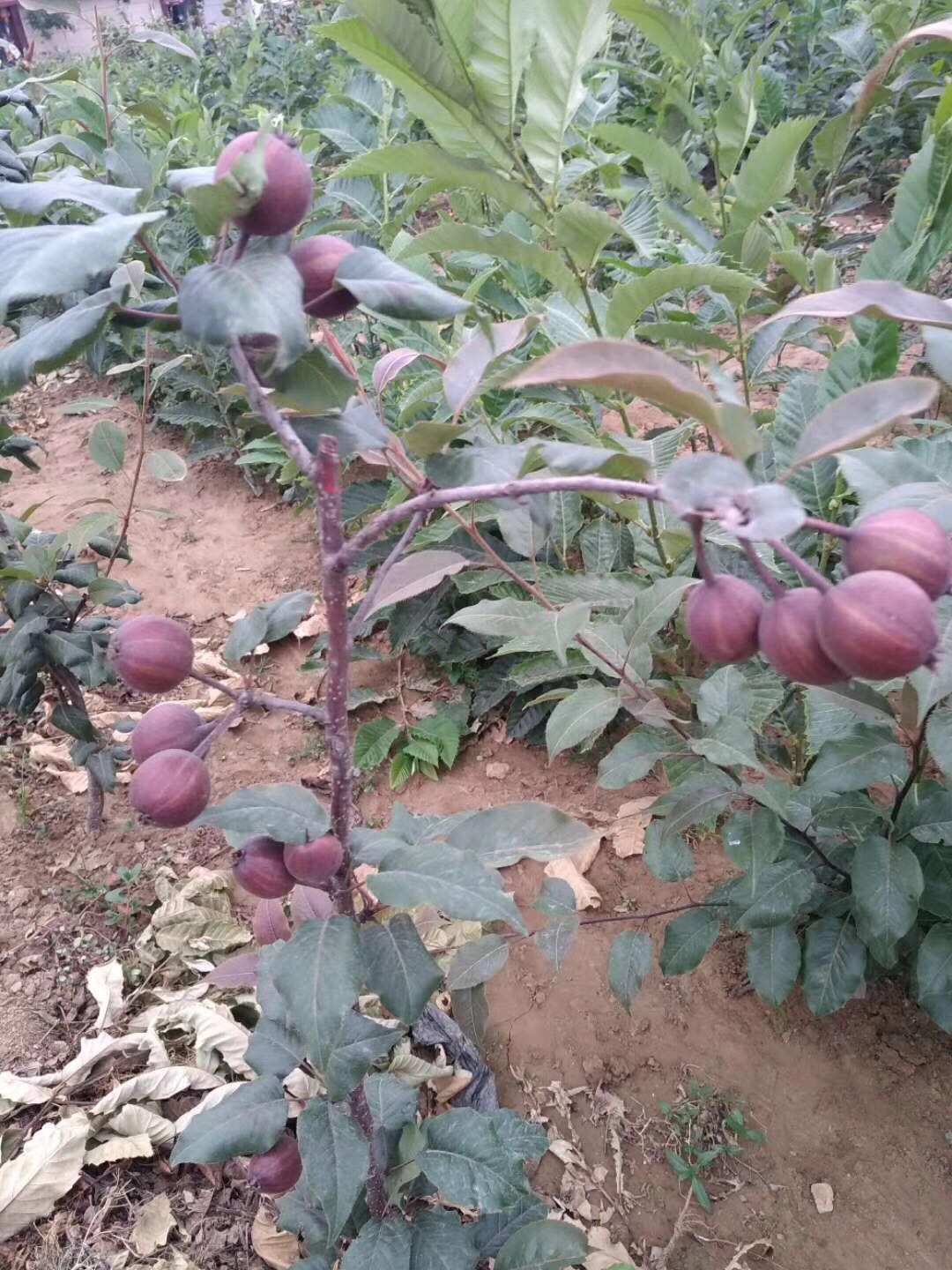梨树苗红梨树苗苹果盆栽地栽庭院