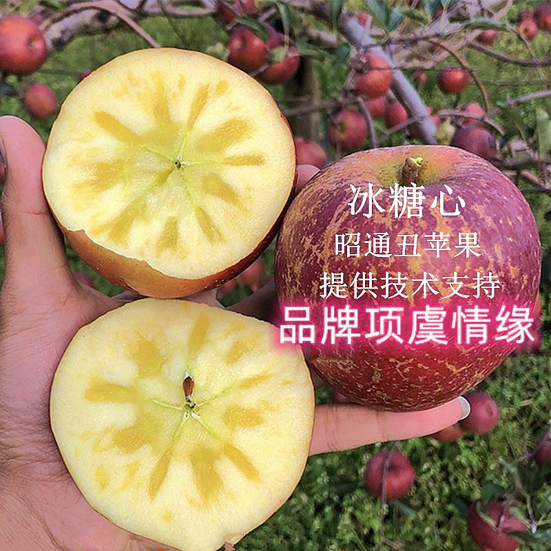 果树嫁接苹果树苗云南昭通脆甜冰糖心丑苹果苗北南方种植当年结果