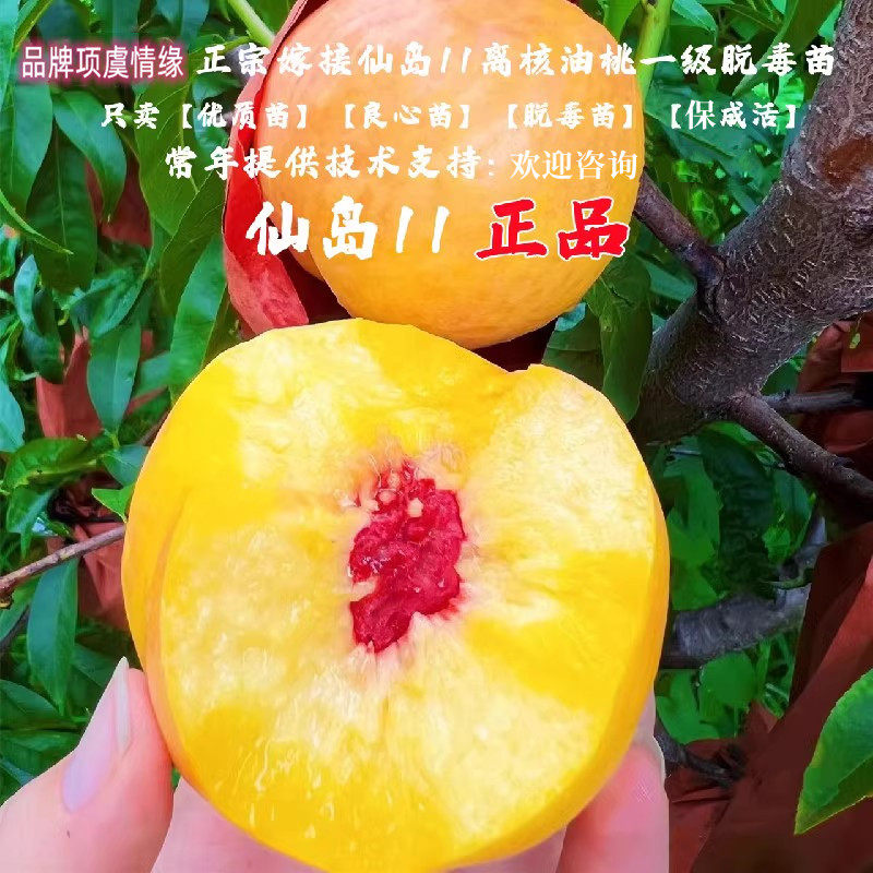 特大离核脆甜耐寒黄肉油桃树苗果苗嫁接仙岛11油桃苗盆栽庭院地栽