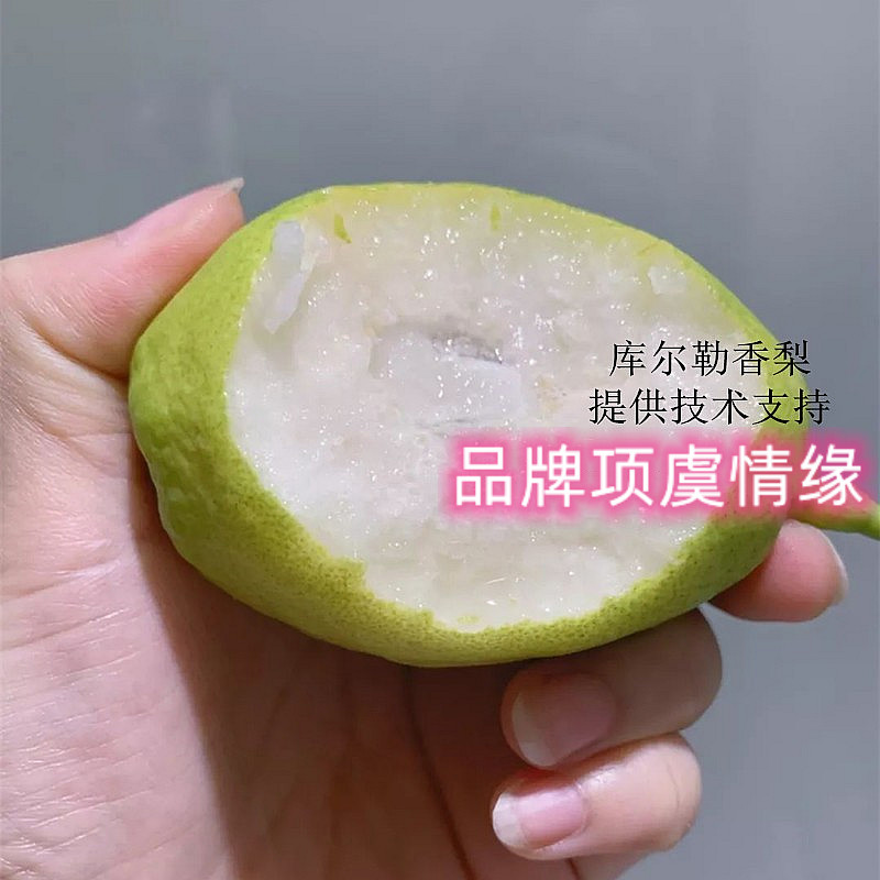 梨树苗嫁接新疆库尔勒小香梨树苗梨苗盆栽地栽南北方种植当年结果