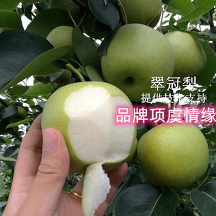 梨苗嫁接早熟翠冠梨树苗脆甜大梨树盆栽地栽南方北方种植当年结果