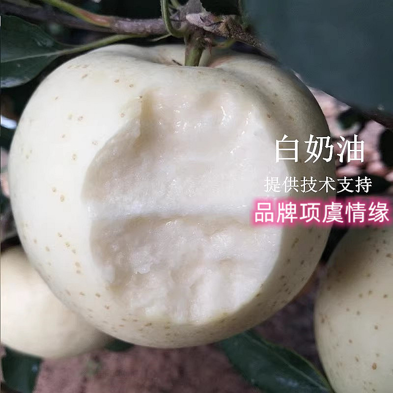 嫁接白苹果脆甜奶油苹果树苗牛奶富士苹果苗特大盆栽庭院地栽果树