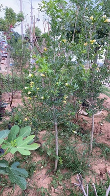 抗寒怀远白花玉籽石榴树苗软籽白玉三白甜石榴苗大南方北方种植