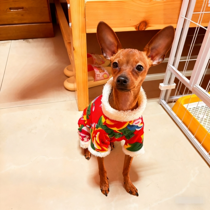 小鹿犬专用衣服吉娃娃小型犬小体比熊迷你杜宾狗狗秋冬季加厚卫衣