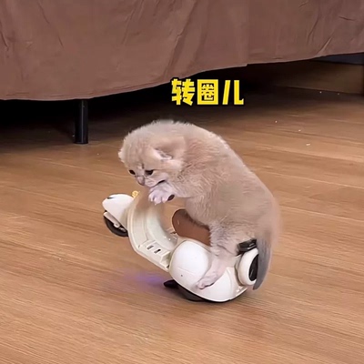 小猫摩托车迷你小摩托车仓鼠特技鹦鹉炫技牡丹金丝熊自嗨解闷玩具