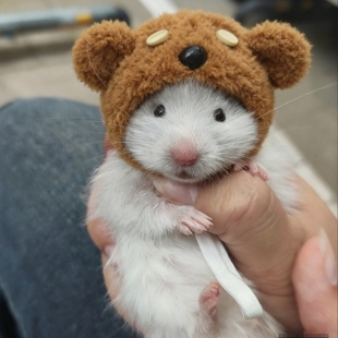 仓鼠帽子小宠专用小帽子冬天钩织装 饰帽金丝熊蜜袋鼬守宫豚鼠头套