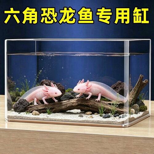 六角恐龙鱼专用小型生态饲养缸