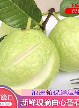 新鲜采摘广西白心芭乐番石榴脆甜绿色低糖鲜果农产品3斤5斤包邮