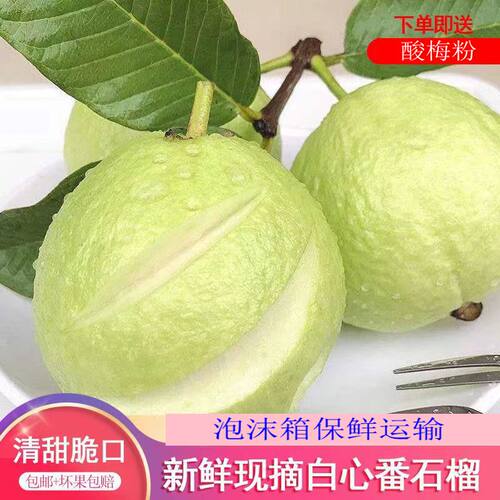 新鲜采摘广西白心芭乐番石榴脆甜绿色低糖鲜果农产品3斤5斤包邮