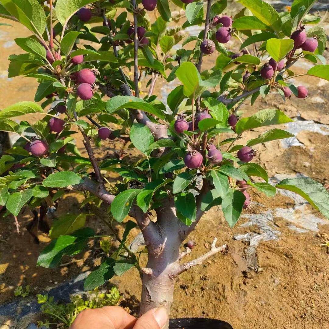 海棠果冬红果盆景南方北方贵人果观赏食用盆栽地栽老桩长寿果阳台