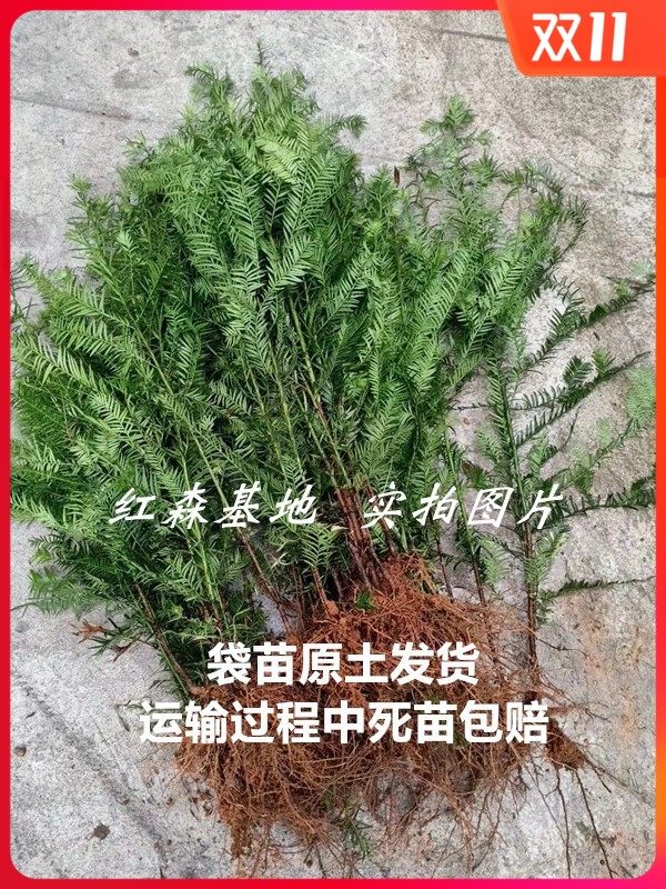 红豆杉正宗紫衫树苗植物界大熊猫桌面绿植