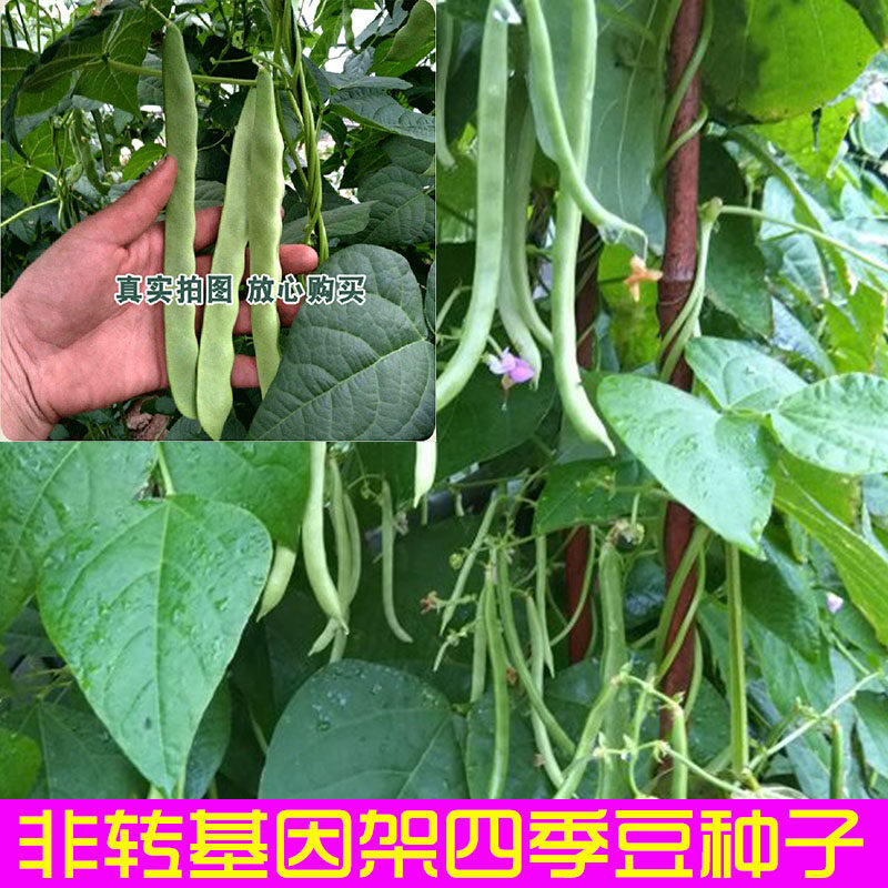 Non-GM Breed Safflower Green beans Brassica lentil Bean Sauteed Green Beans Green beans seedin the Flower delivery/Flowers simulation/Plants gardening , Flowers/Fruits and vegetables/Lawn seed (New) , Home &amp; Garden Seeds  category - from Buy2taobao.com to provide professional Taobao agent buy service