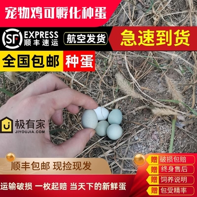 芦丁鸡种蛋受精可孵化蛋活苗全色系宠物观赏鸡蛋孵化当天下受精卵