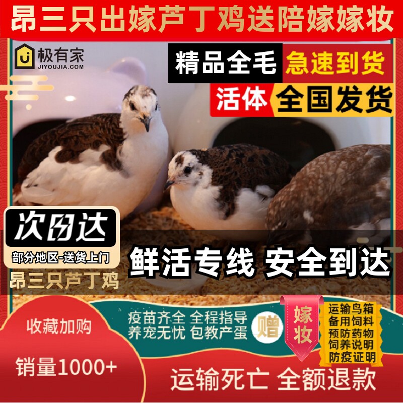 昂三只芦丁鸡活鸡40-60天青年鸡宠物鸡全色系阳台宠物产蛋宠物鸡