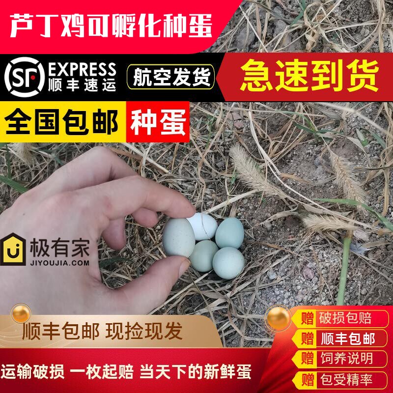 芦丁鸡种蛋受精可孵化蛋活苗全色系宠物观赏鸡蛋孵化当天下受精卵