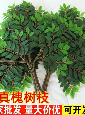 仿真樟树叶过胶塑料樟树枝绿色植物樟树叶子假树枝装饰造景仿真树