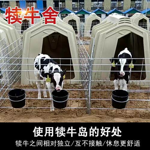 新款犊牛岛整套围栏不锈钢料盆小牛棚牛犊圈舍防风雨雪耐腐蚀包邮