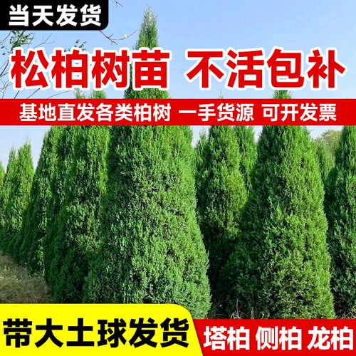 松柏树苗带土柏树侧柏塔柏龙柏松树坟地坟前墓前绿植园林绿化工程