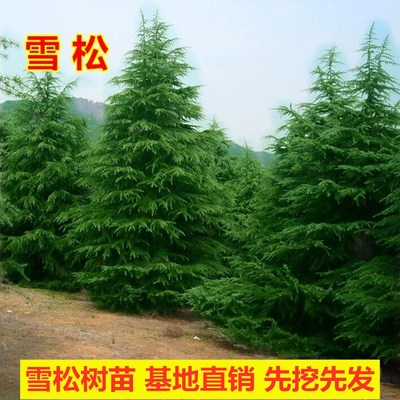 雪松树苗耐寒耐旱四季常青庭院别墅绿化苗木宝塔松黑松白皮松常青