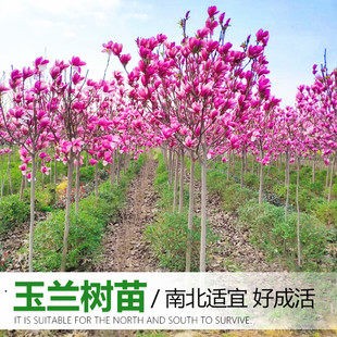 玉兰花树苗红黄白广玉兰盆栽庭院绿化开花耐寒植物室外花卉紫玉兰