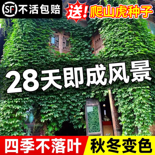 爬山虎爬藤四季常青不落叶藤蔓植物庭院五叶三叶爬墙虎树苗种籽子