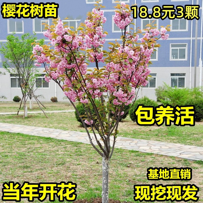 日本樱花树苗庭院种植嫁接大盆栽